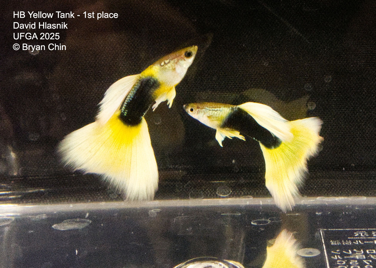Guppy HB Yellow
